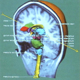 Image for Anatomy Atlas